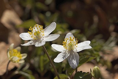 05 - Sasanka hajní